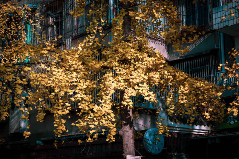 🍂 2