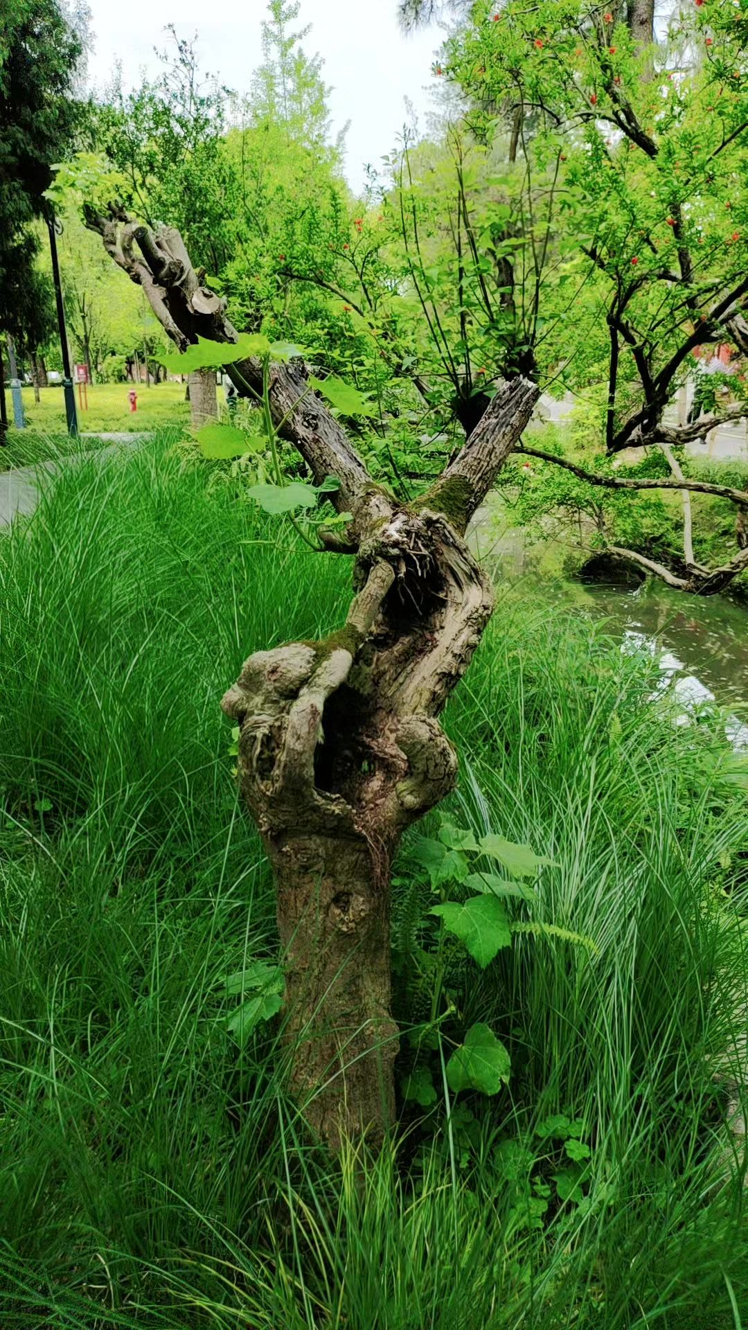 重生
