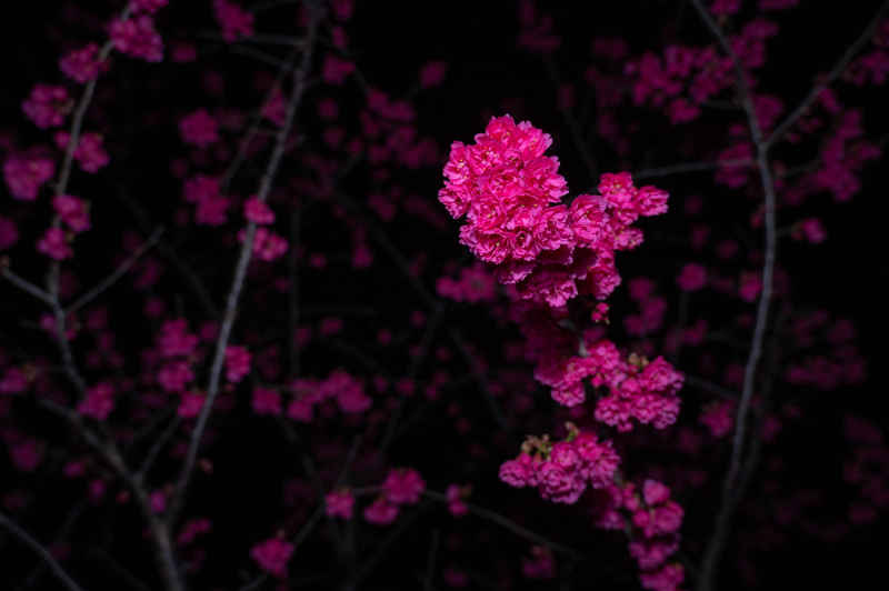 夜晚的红樱花