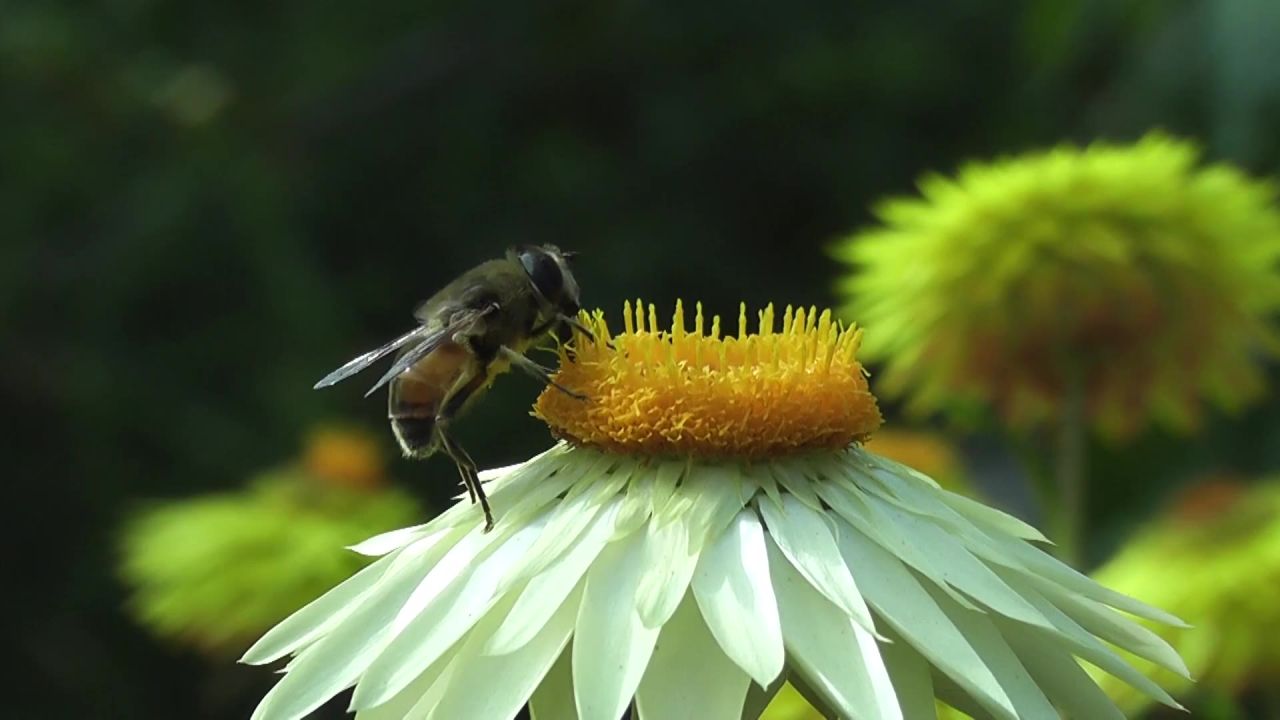 蜜蜂花授粉昆虫盛开