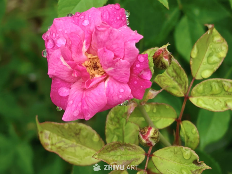雨后绽放的粉红玫瑰
