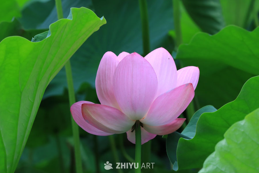 荷花 110