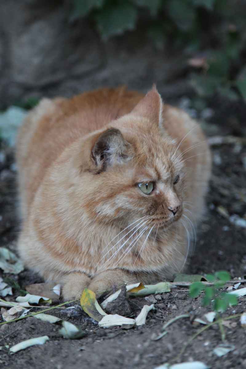 猫咪