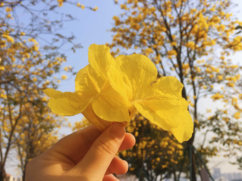 黄风铃花
