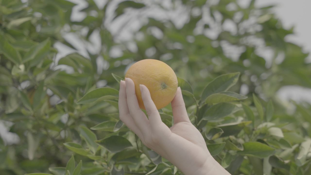 手捧橙子的自然时光