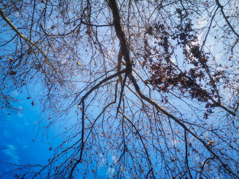 蓝天下枯树枝掉落树叶秋景摄图  