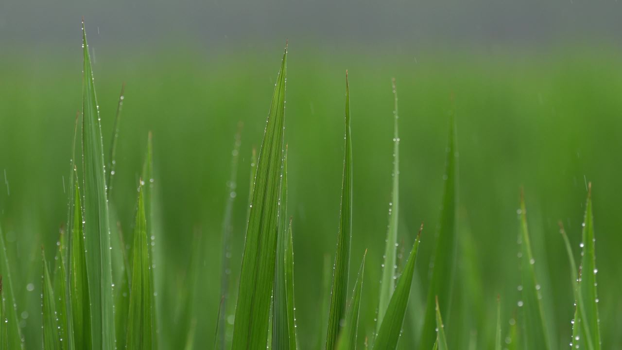 雨中的小麦