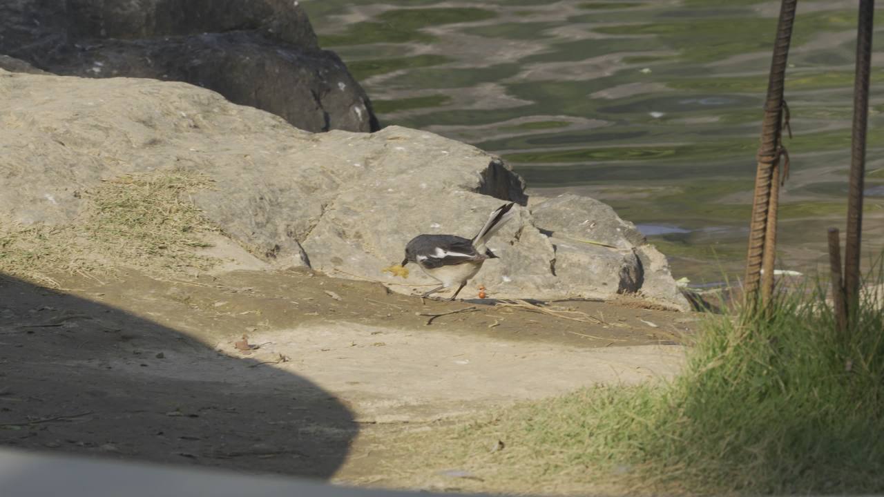 杨府山公园观鸟 16