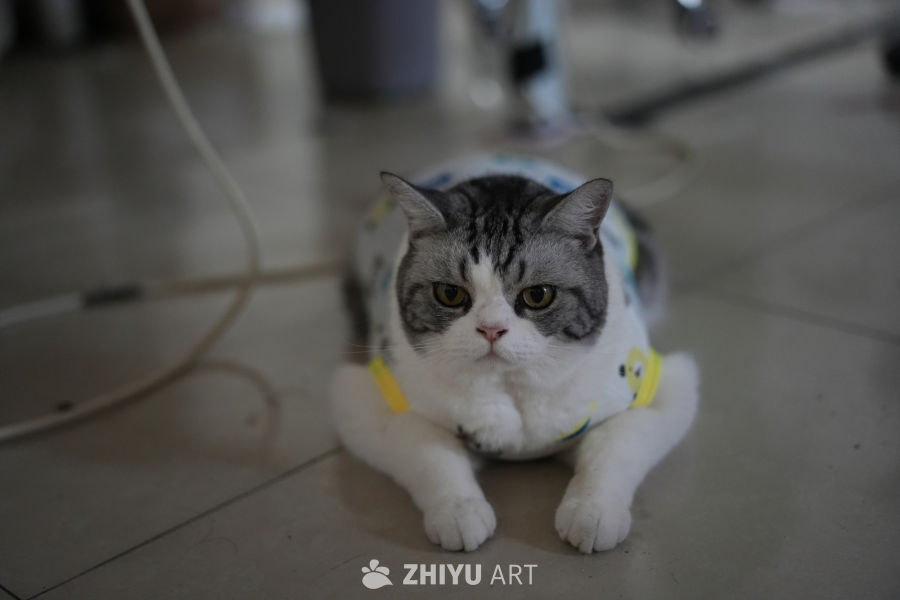 猫咪 6