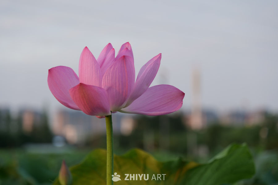 荷花 17