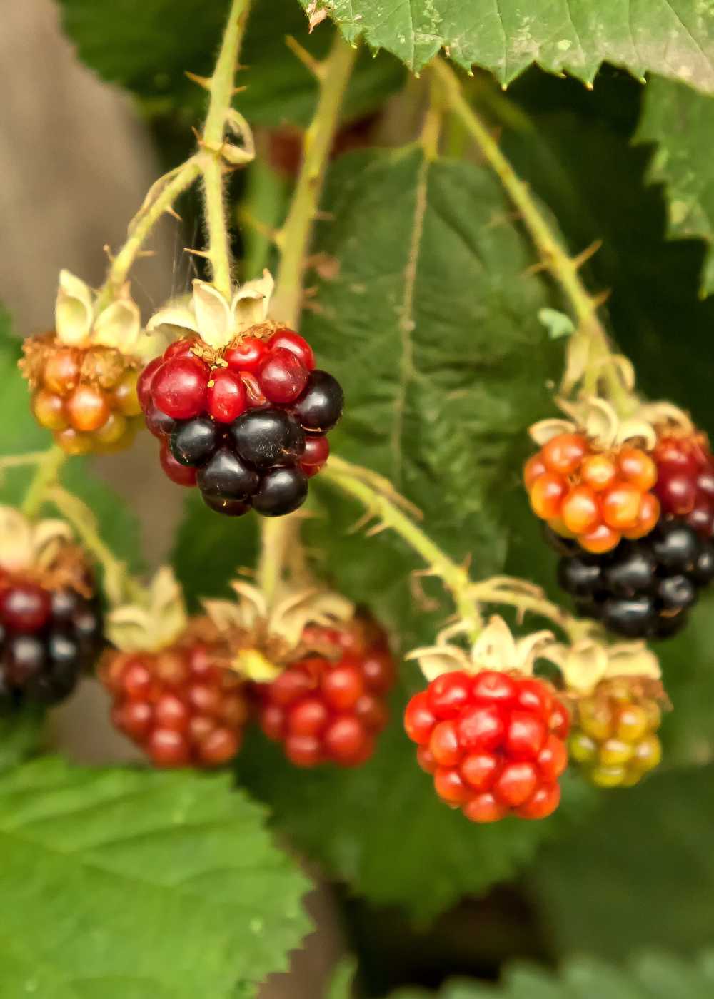 黑莓水果收获食品
