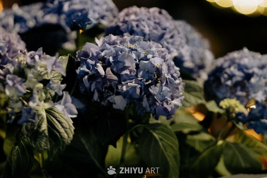 夜色中的蓝绣球花