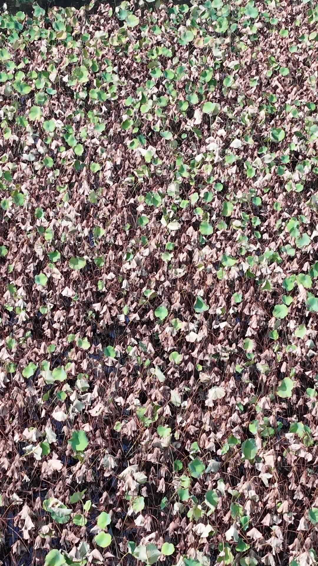 竖版航拍秋天枯萎荷花池升格 (3)