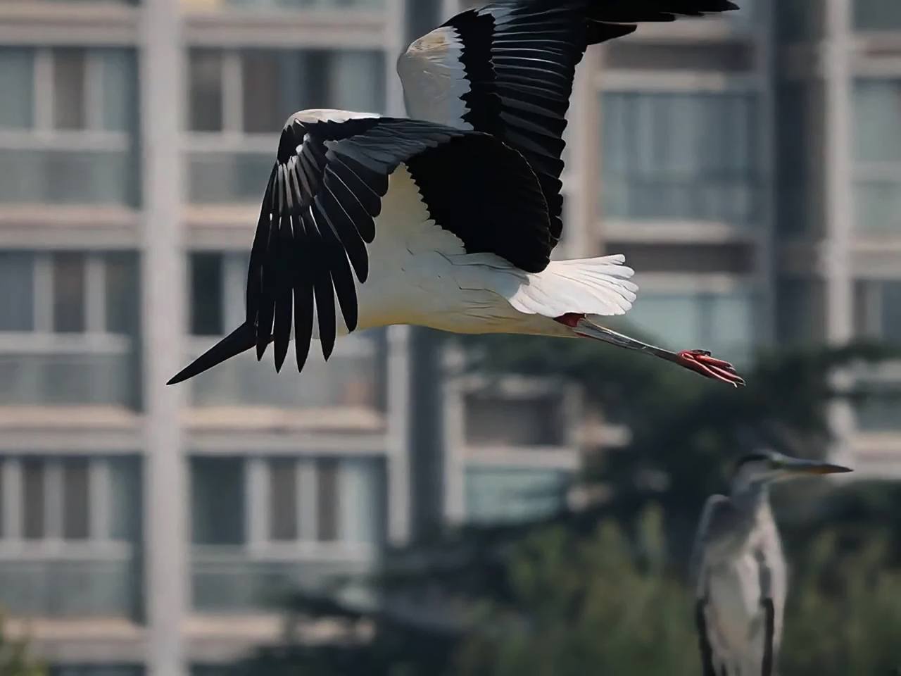 白鹳翱翔于城市上空