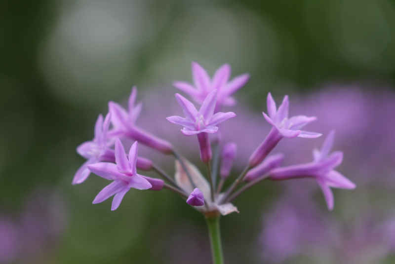 紫娇花微距