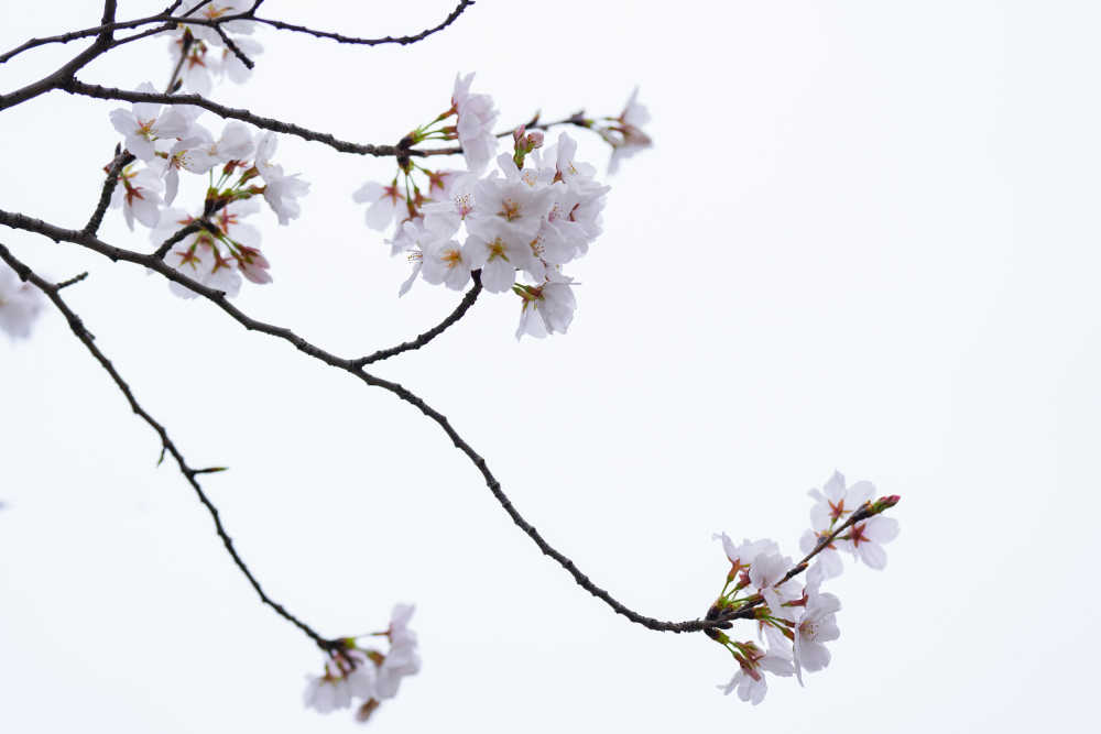 樱花季 11
