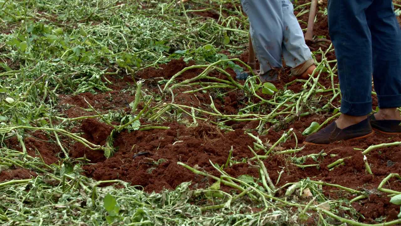 农民在田间挖掘植物根茎