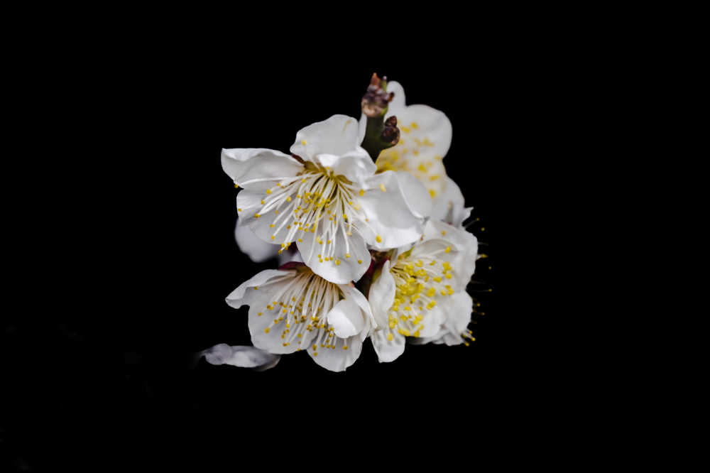 黑中白花