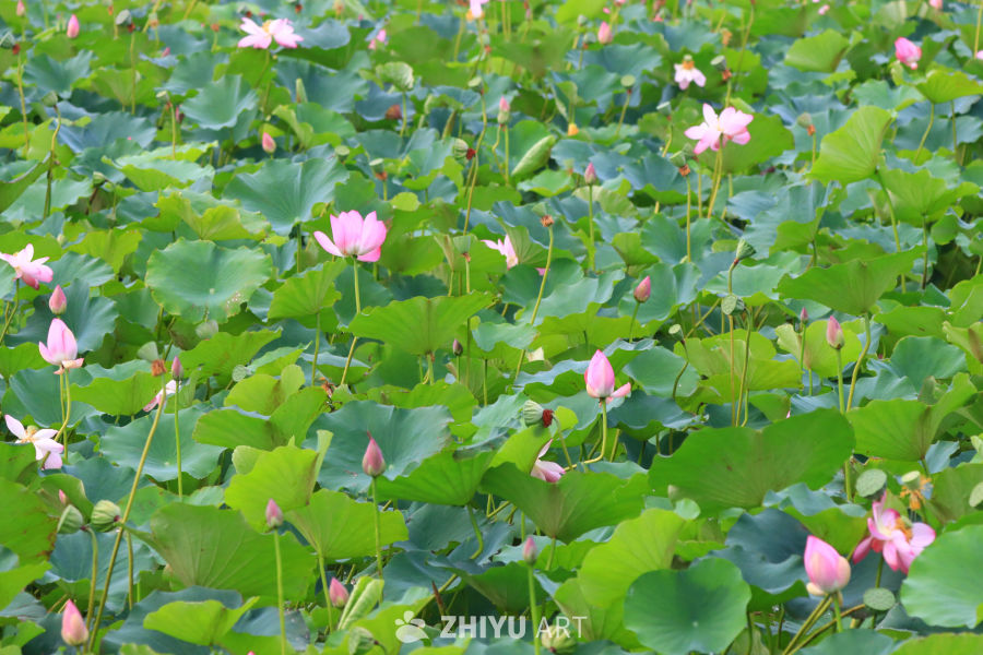 盛夏荷花 52