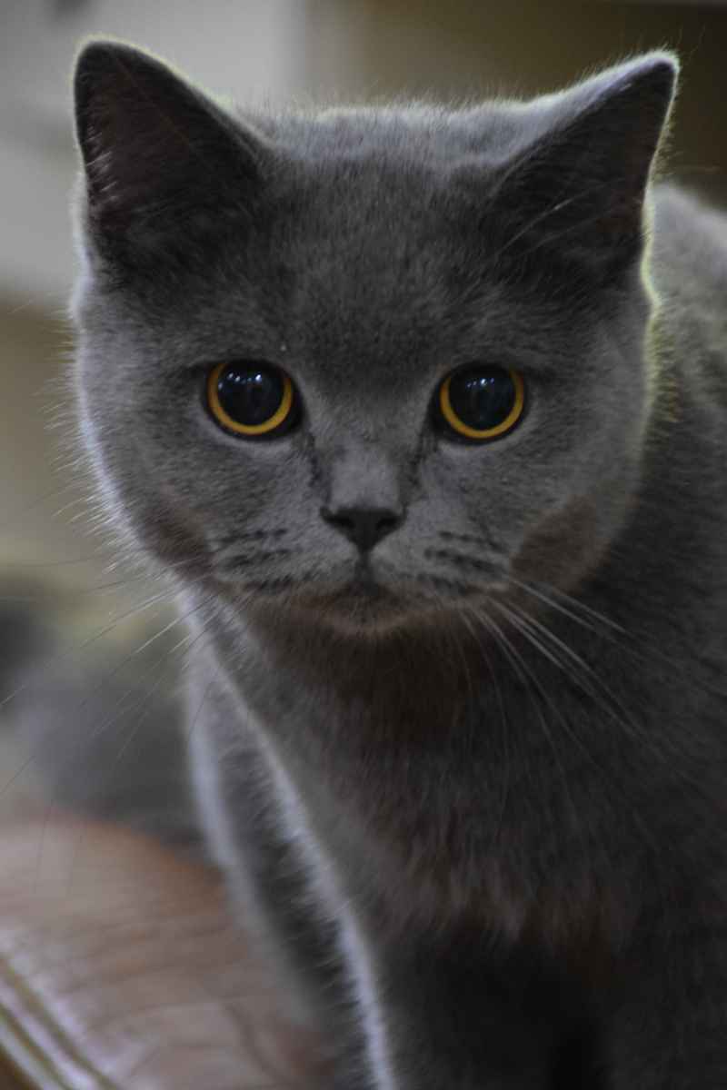 雾中明月：朦胧之恋与灰猫的诗意