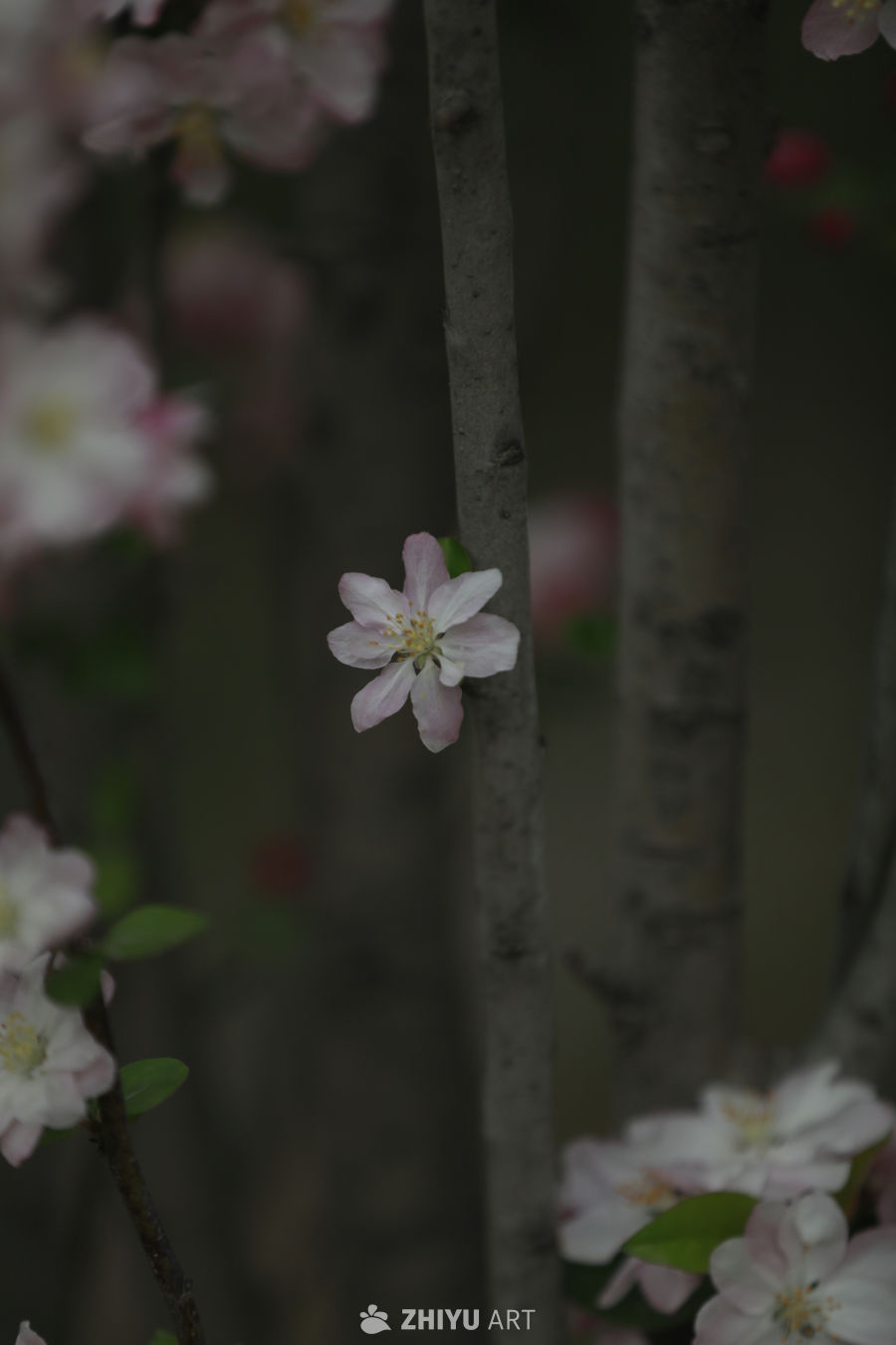 樱花静谧时光