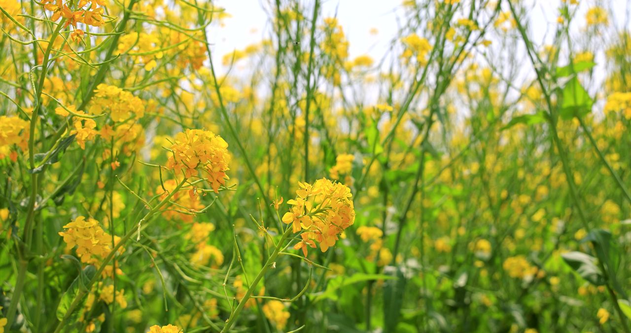 实拍8k油菜花