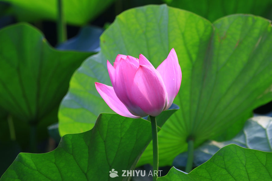 盛夏荷花 176