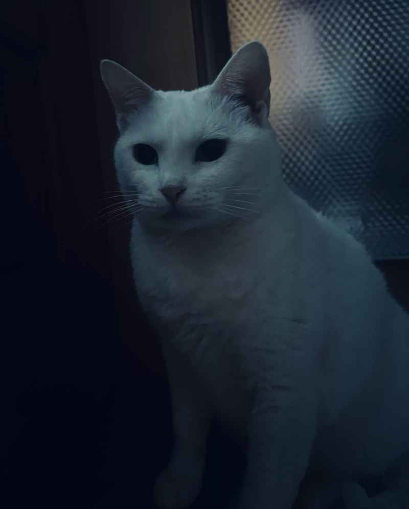 白猫