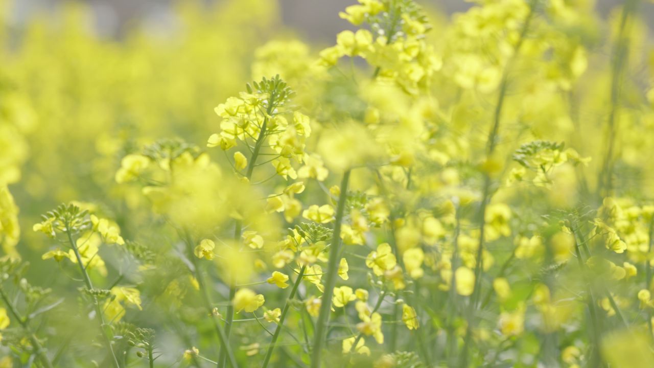 春天农村油菜花海蜜蜂采蜜 13