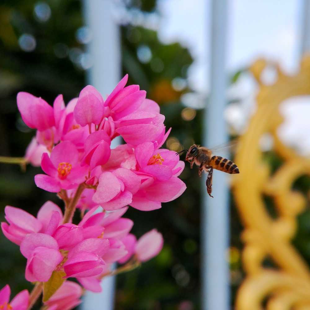 蜜蜂昆虫花动物