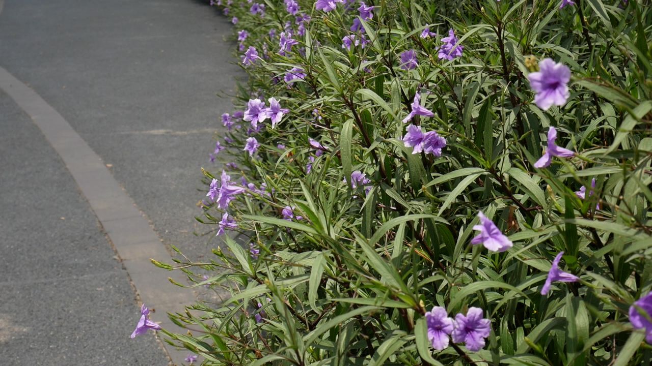 小路边的蓝花草花丛
