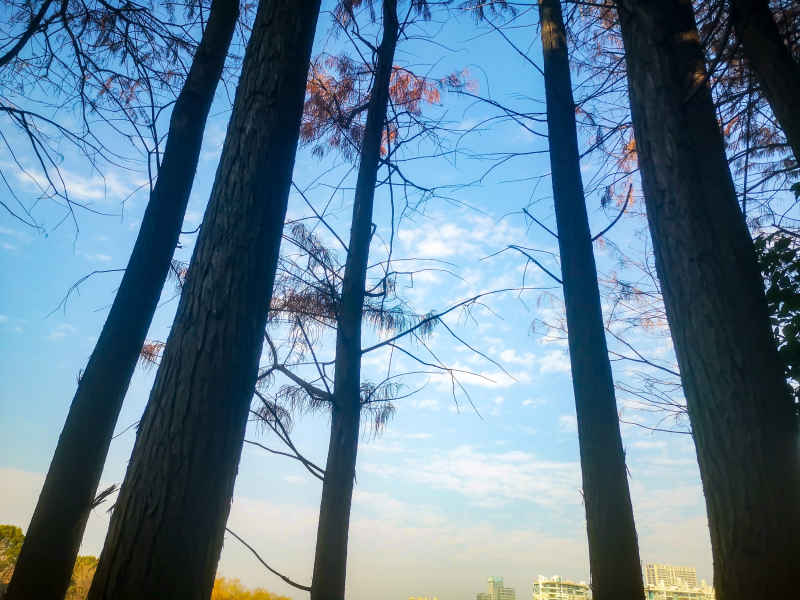 笔直树木水杉植物摄影图  