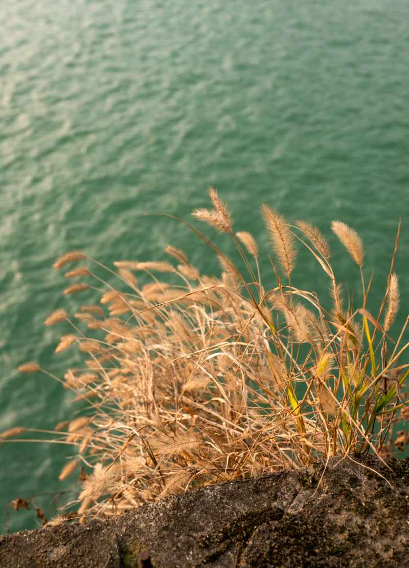 江边草