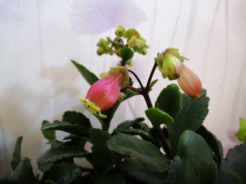 宫灯长寿花