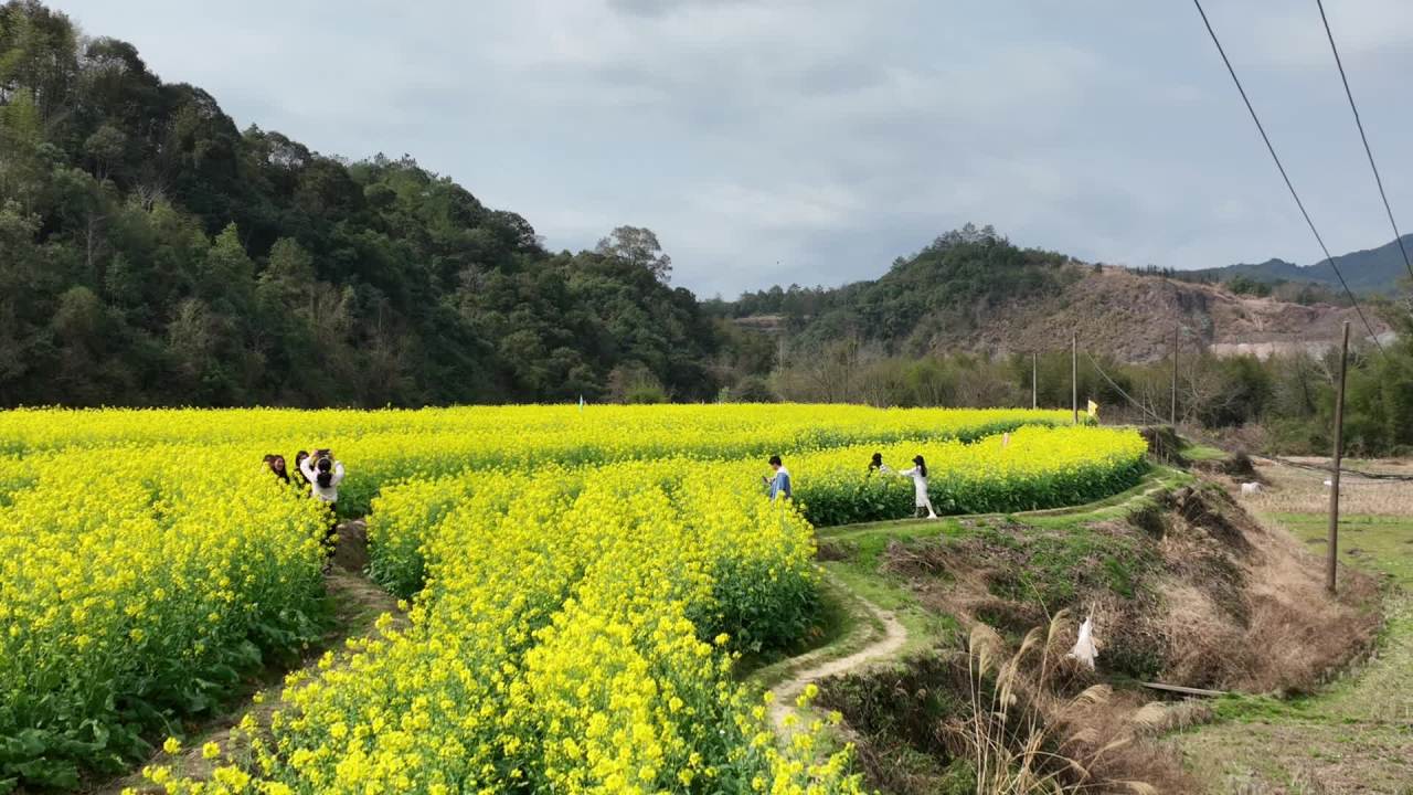 油菜花 6
