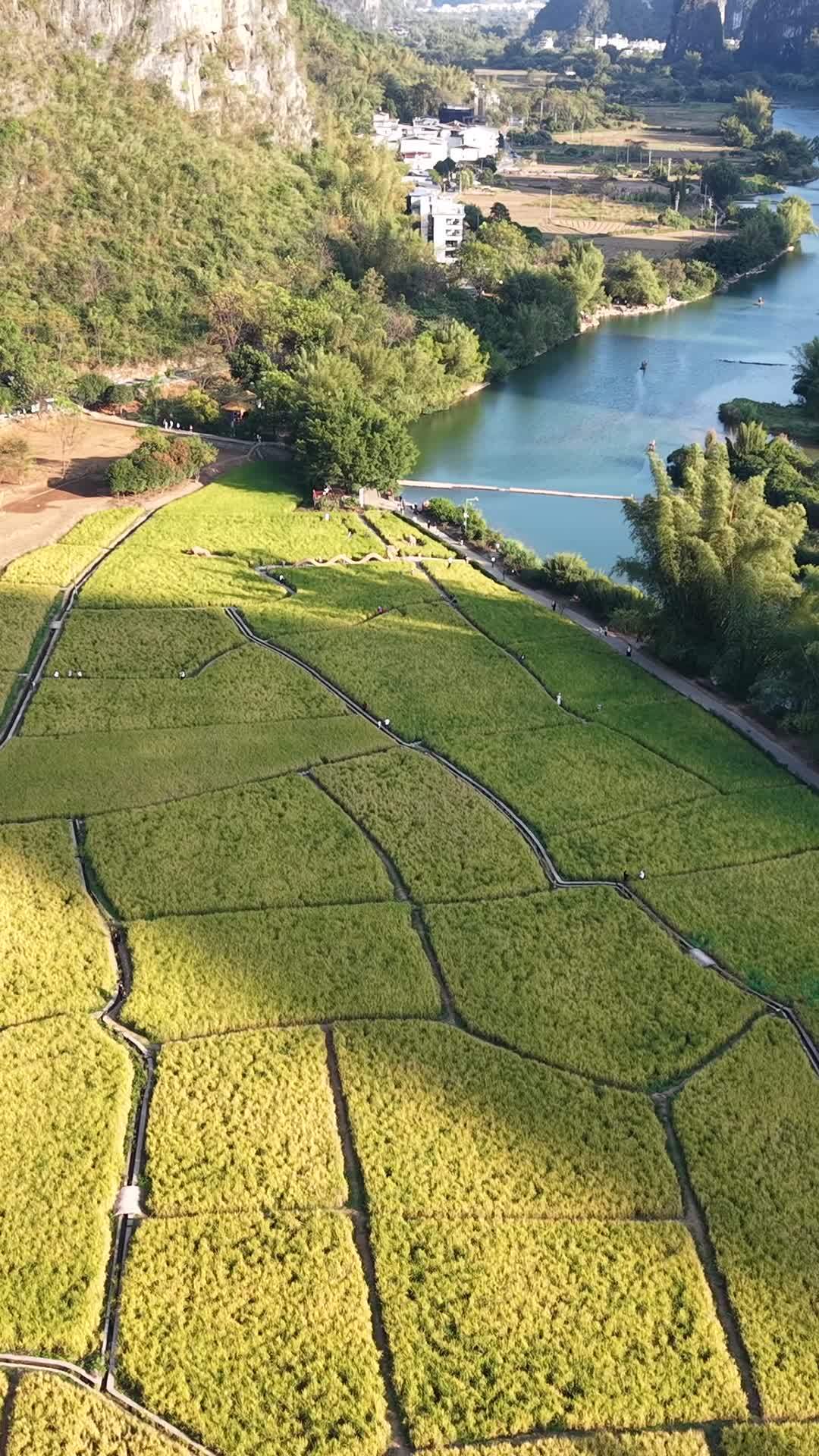 稻田与河流的和谐画卷
