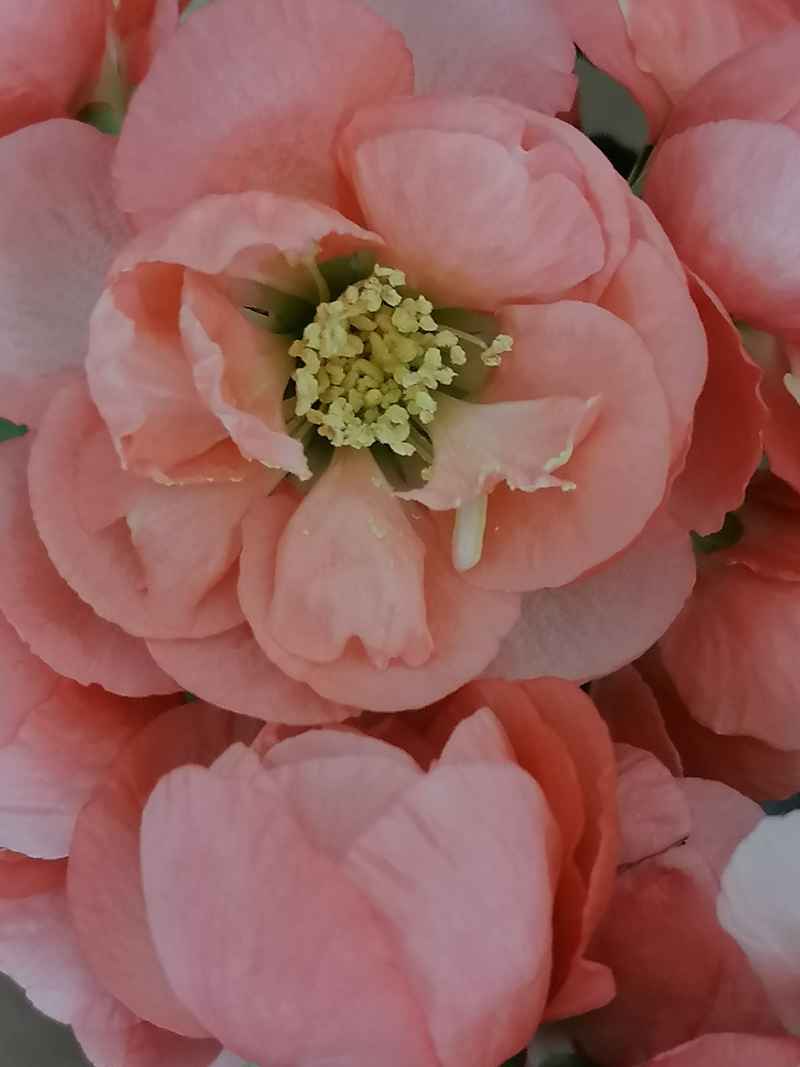 花团锦簇（特写）