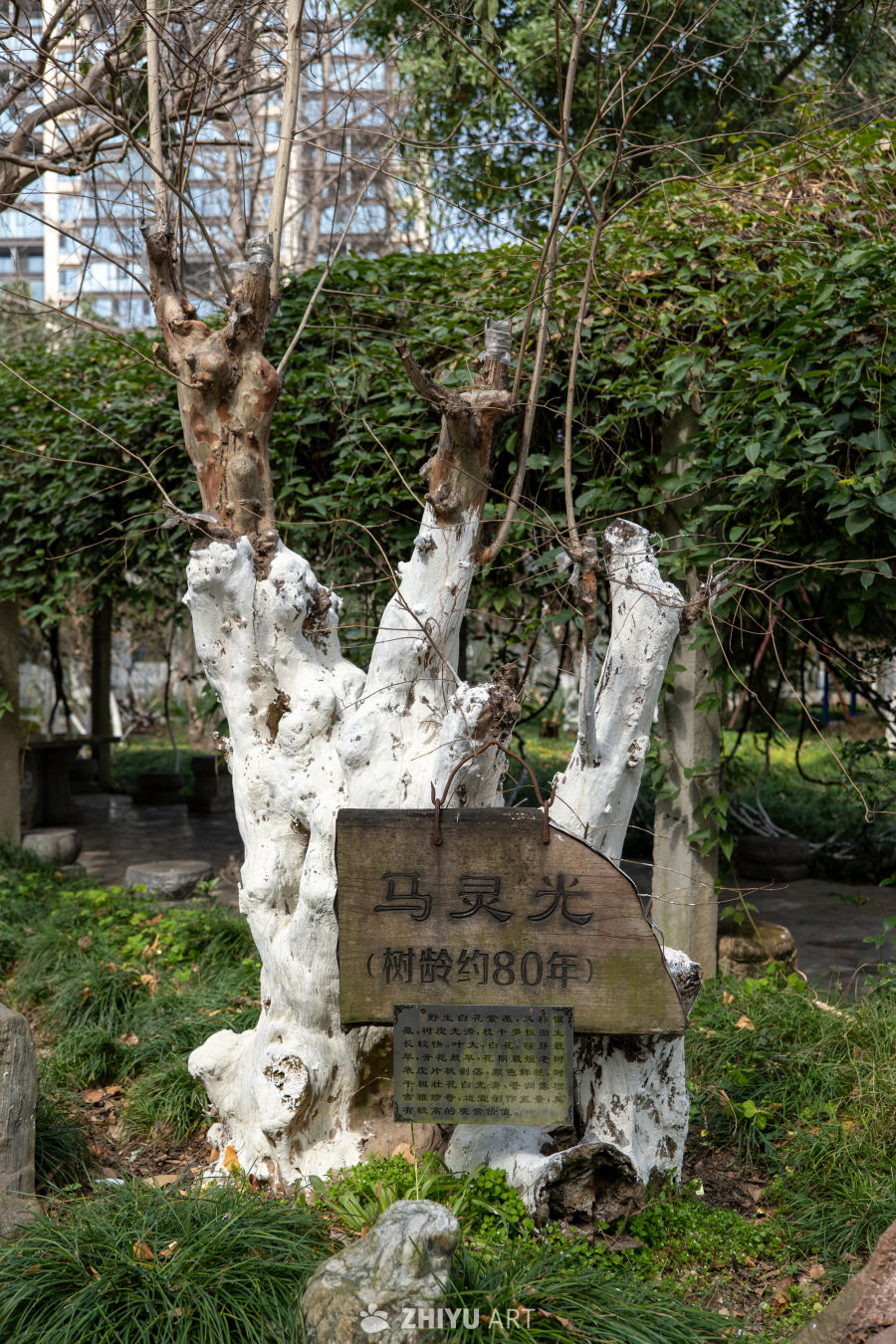 苏景园 6