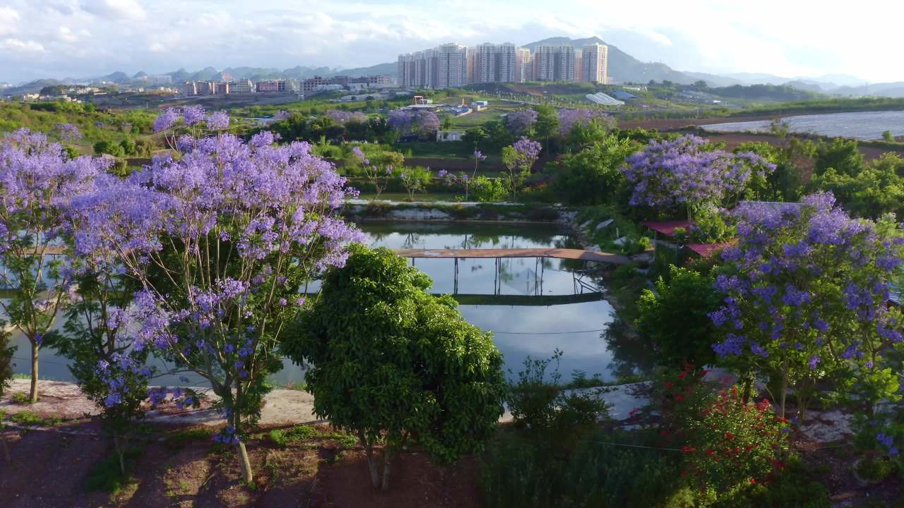 湖畔紫花盛开的宁静时光