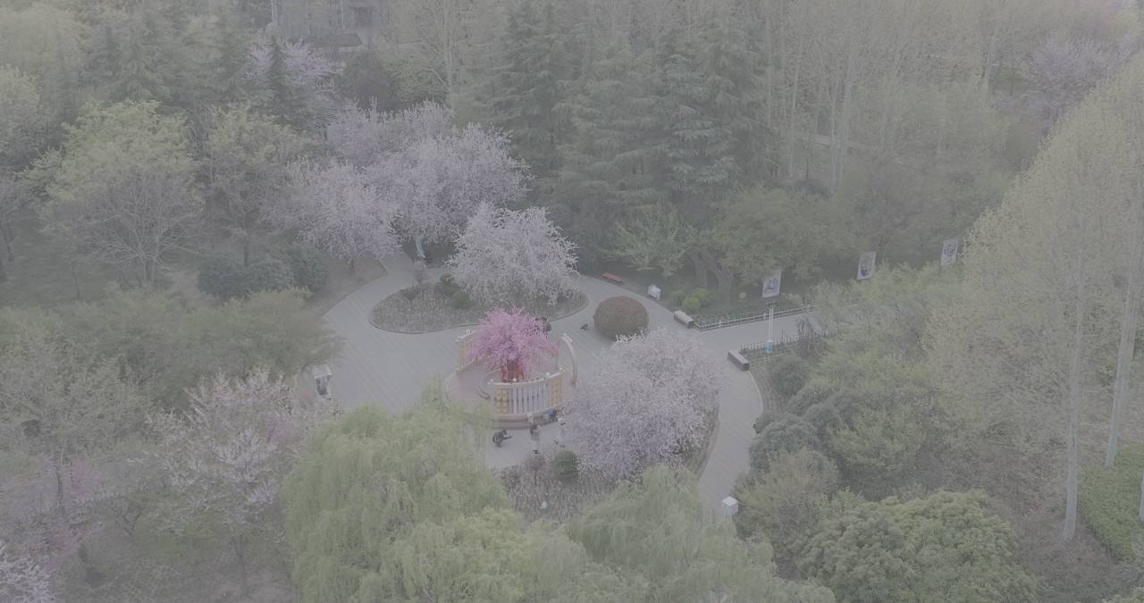 雾中樱花公园