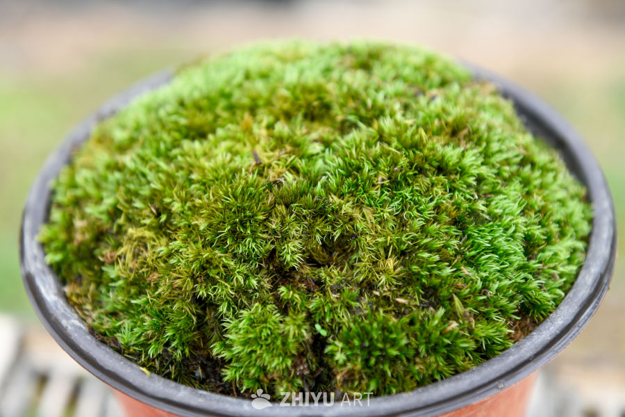 苔藓植物种植 22