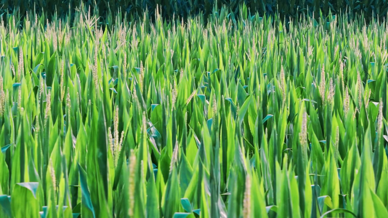 立秋时节授粉期的玉米田航拍 26