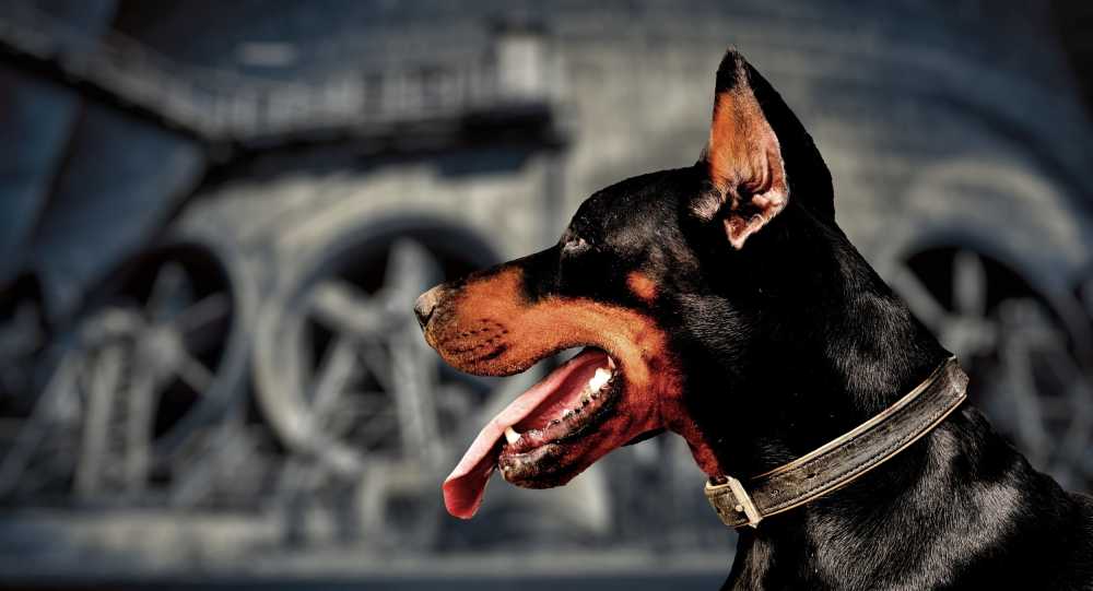 警卫犬杜宾页