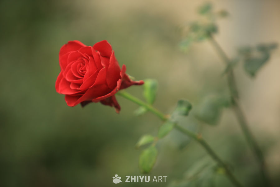 红色的烈焰玫瑰花