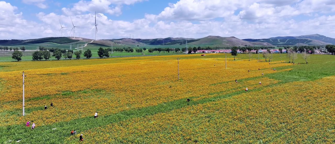 航拍菊花种植基地 农民采收菊花