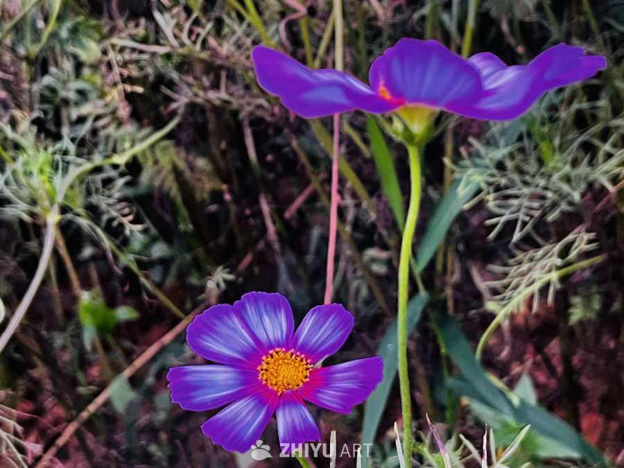 紫色花海的宁静之美