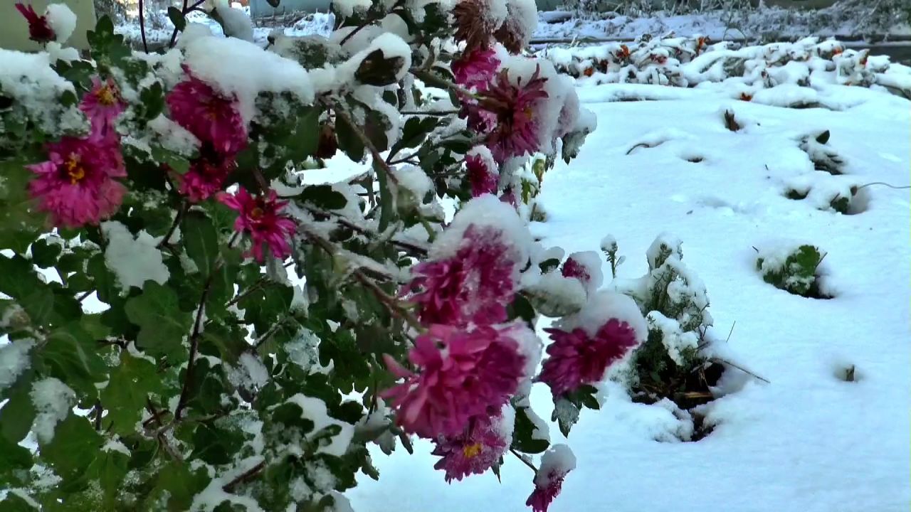 在雪菊鲜花雪