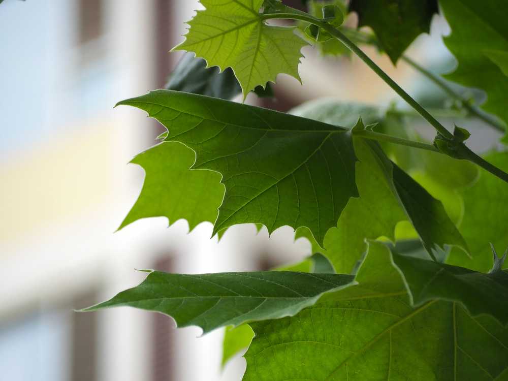 植物园采风