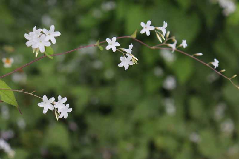 野花 15