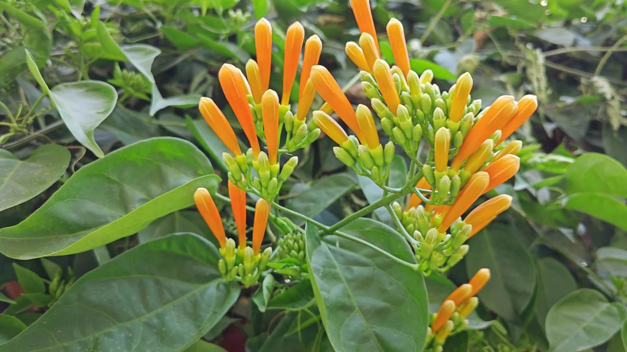 4K微风橙色炮仗花